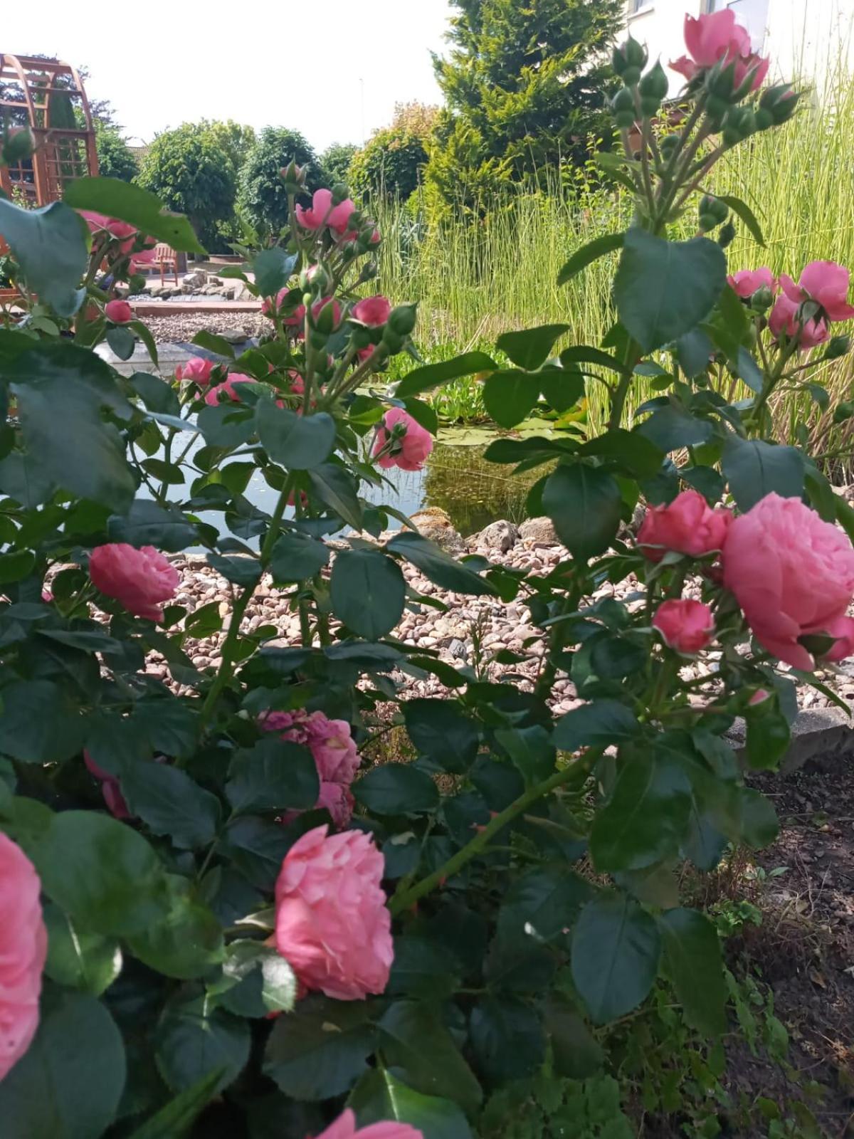 Ferienwohnung Toelle Bad Rehburg Zewnętrze zdjęcie